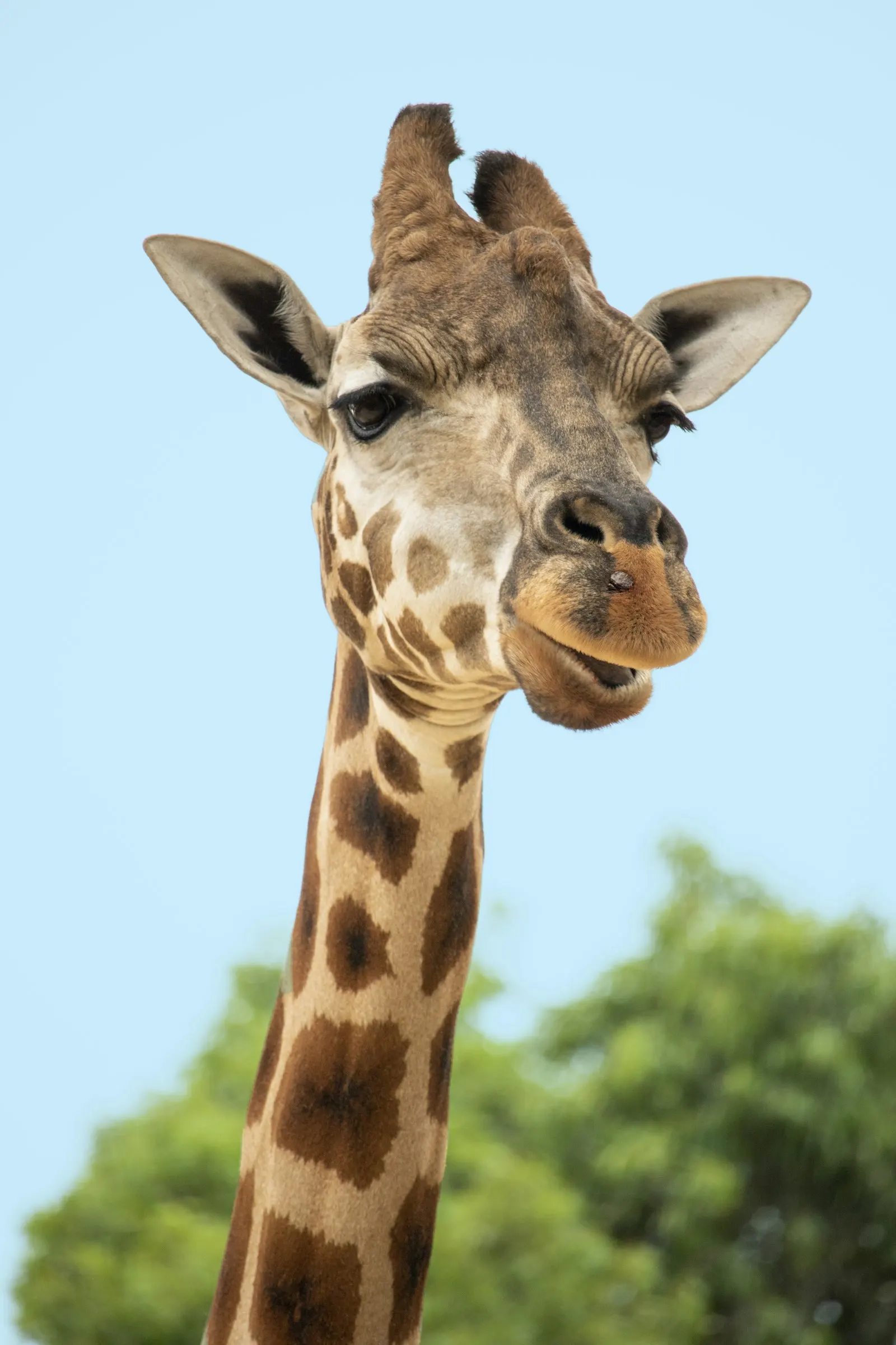6 Day Tanzania Safari